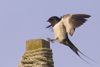 Barn Swallow