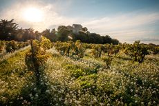 FVIDOT-LANGUEDOC-BD-web.jpg