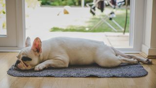 French bulldog lying on his tummy on a mat by an open french door