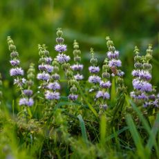 European pennyroyal Mentha pulegium growing in a garden as ant pest control
