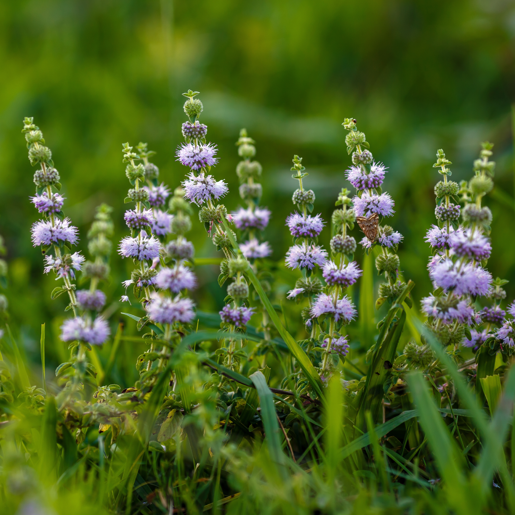 European pennyroyal Mentha pulegium growing in a garden as ant pest control