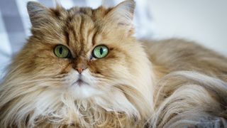 Persian cat