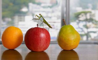 An orange, an apple and a pear on a table-top. A grasshopper is on top of the apple