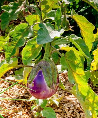 eggplants Violetta Di Firenze growing in mulch in sunny vegetable bed
