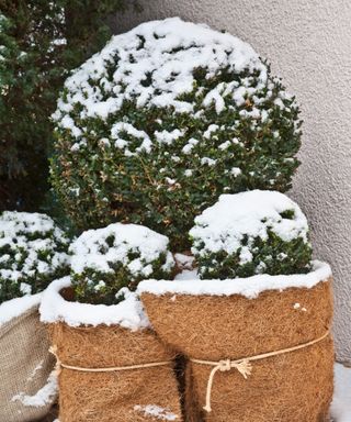 Frost-protected plants, box tree wrapped in hessian in the snow