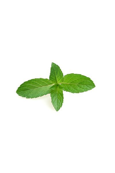 Leaf, Herb, Graphics, Herbal,