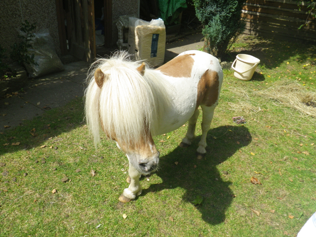 banned from keeping horses