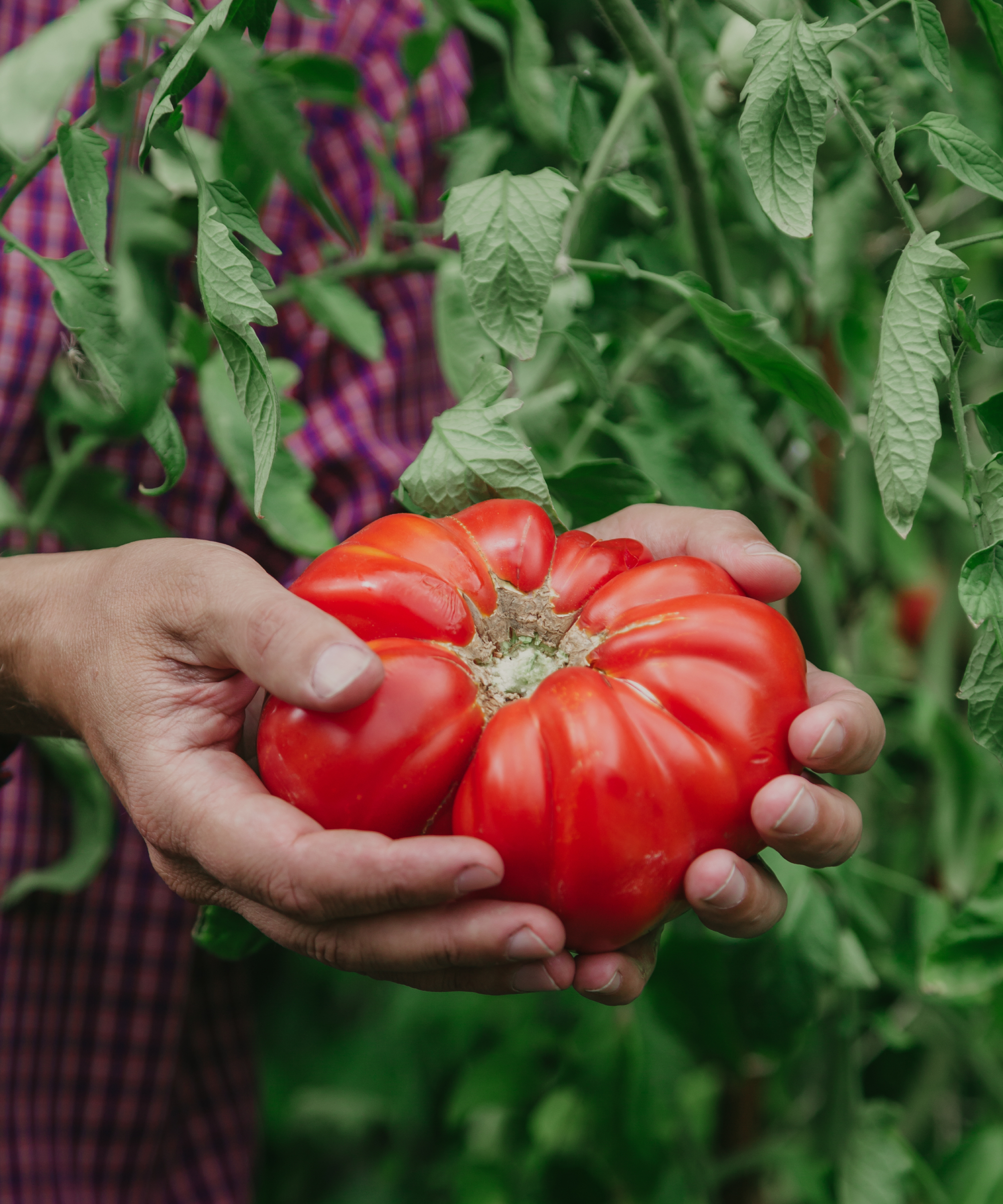 gardener holds large red beefsteak tomato he has grown in two hands
