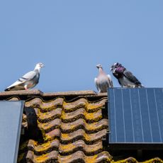pigeons on roof of house next to solar panel
