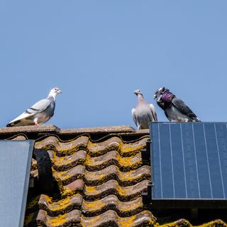 pigeons on roof of house next to solar panel