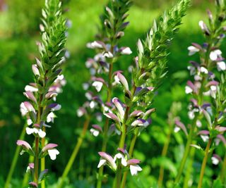 Bear's Breeches Acanthus