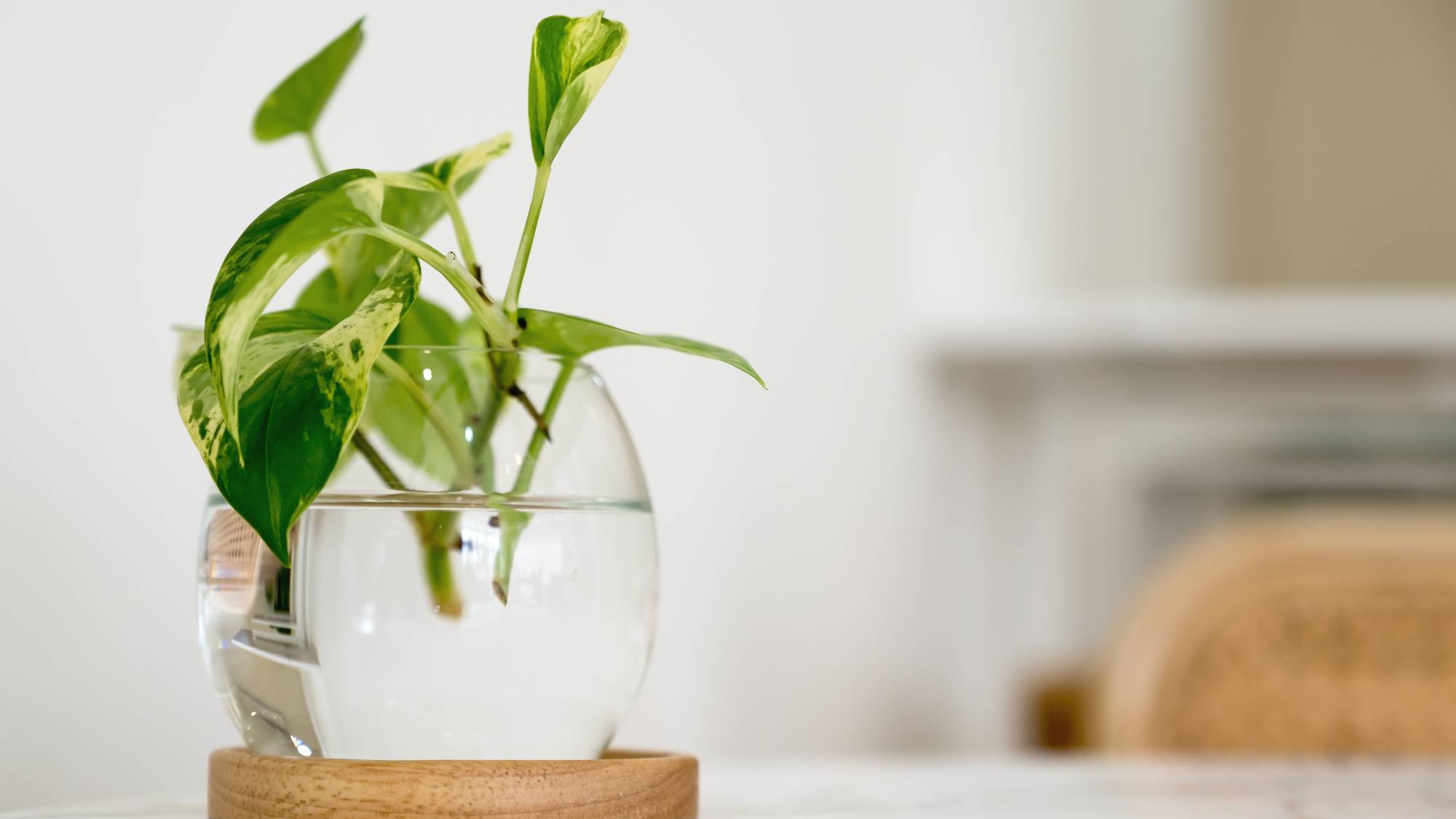 Pothos growing in water