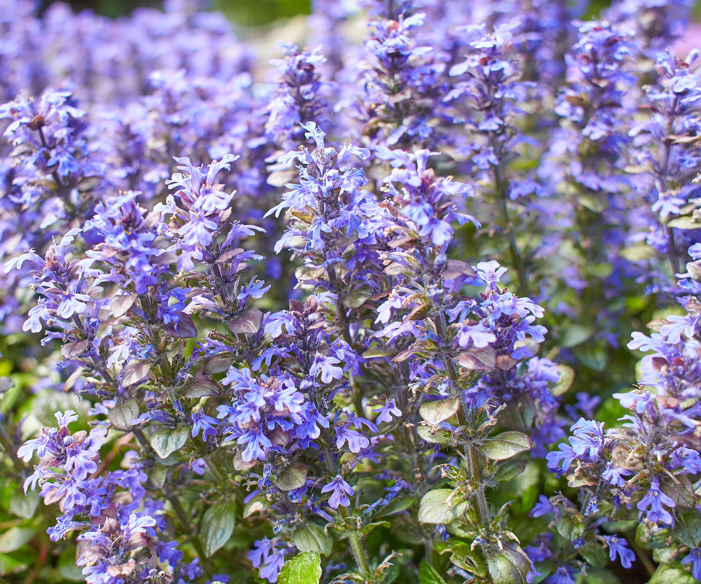 ajuga bugleweed plants with large purple flower spires
