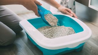 Woman cleaning cat litter box