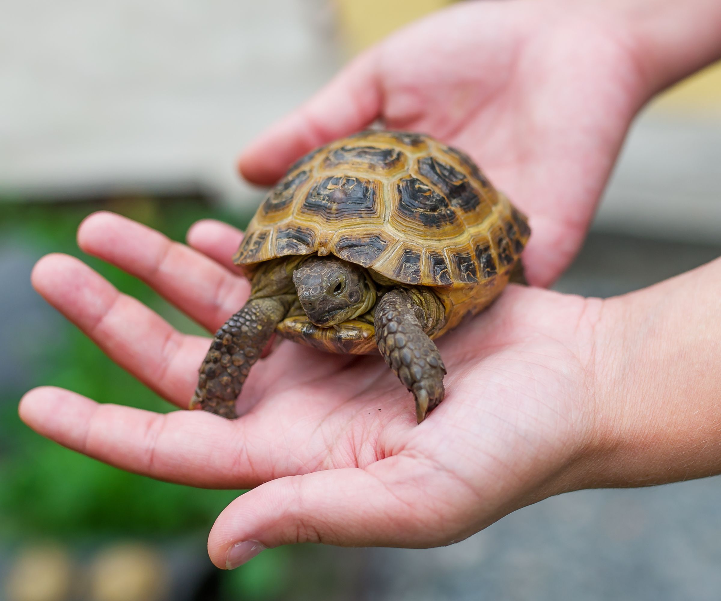 Little pet turtle in hands at the woman