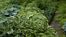 A shady border filled with different varieties of hostas