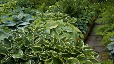 A shady border filled with different varieties of hostas