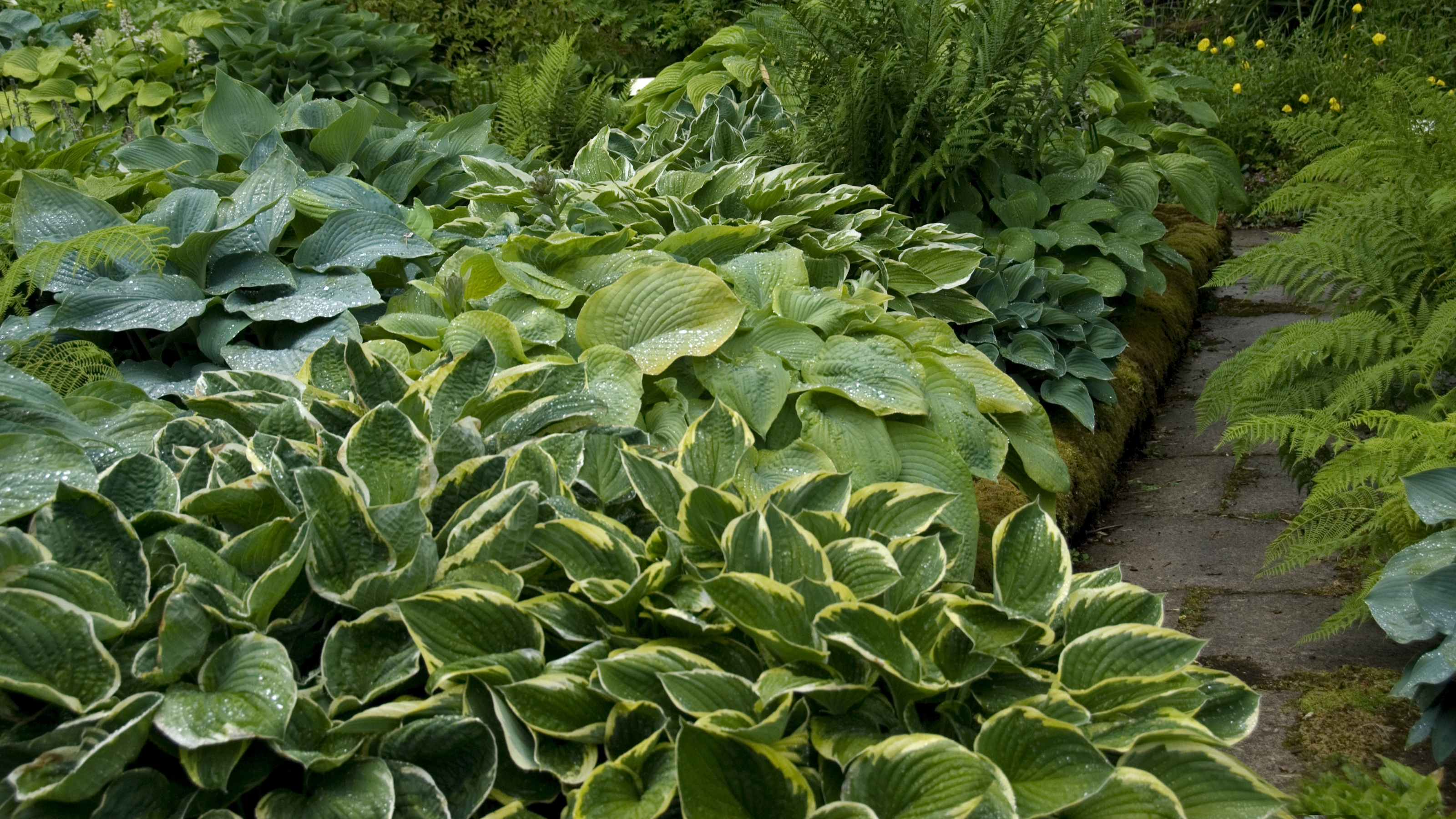 A shady border filled with different varieties of hostas