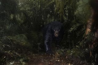 Santiago J. Monroy García from Colombia won the Animals category with an image taken with a camera trap of the only bear species native to South America: the Andean bear.