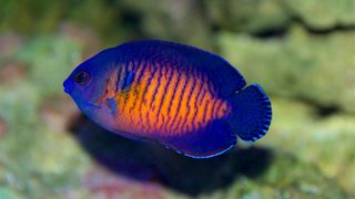 Coral Beauty Angelfish