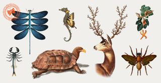Illustration of seven different animals