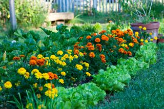 Colorful marigolds in a backyard