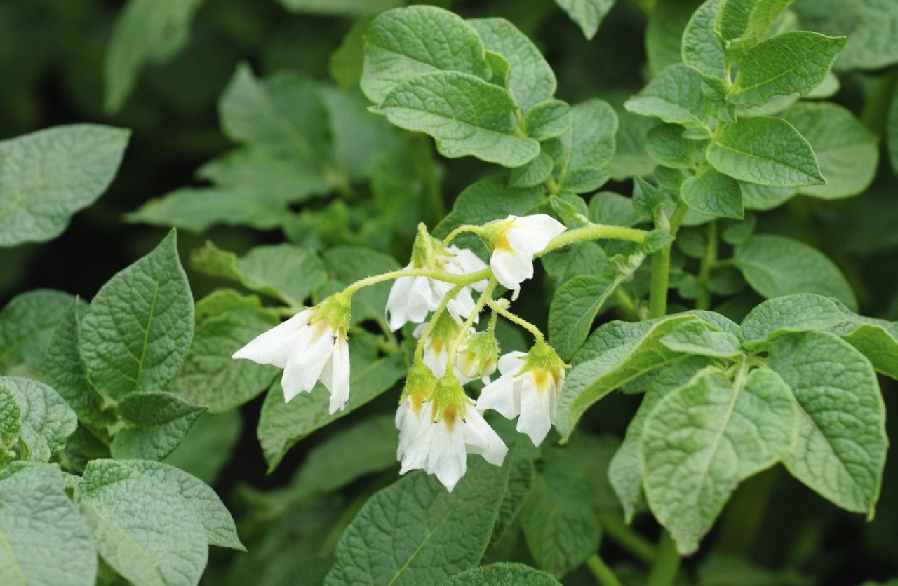 Solanum Plant