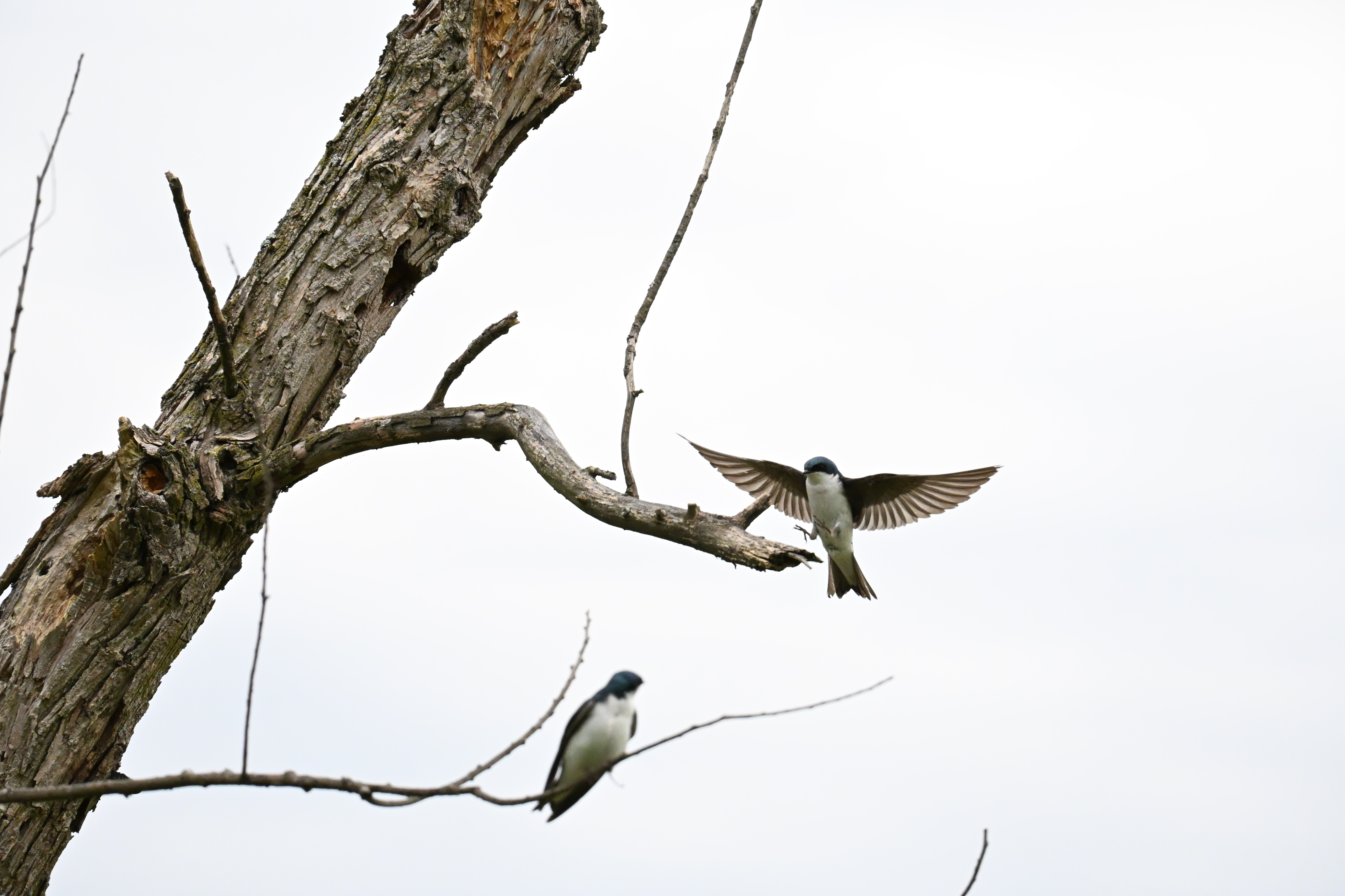 Wildlife photograph samples taken with the Nikon Z50 II