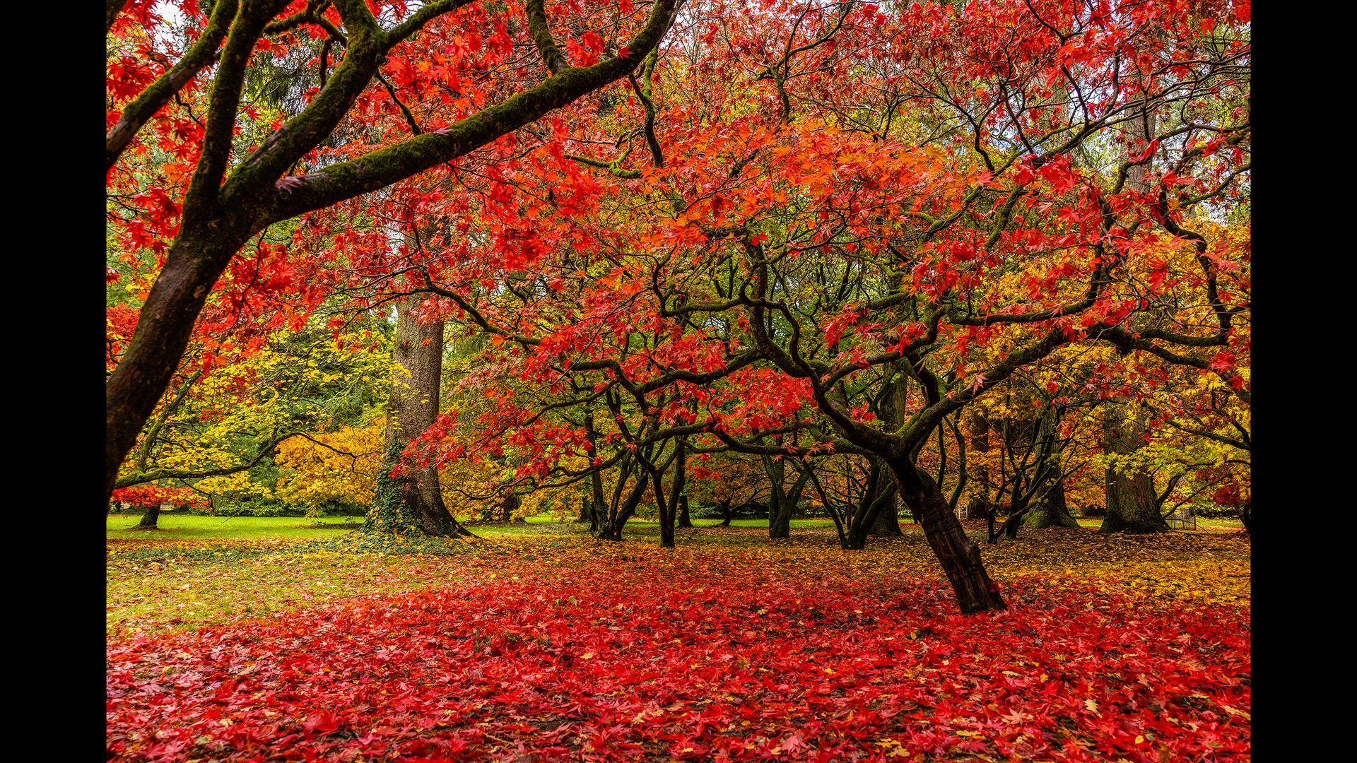 I saw red and you should, too! Now’s your last chance to capture ...