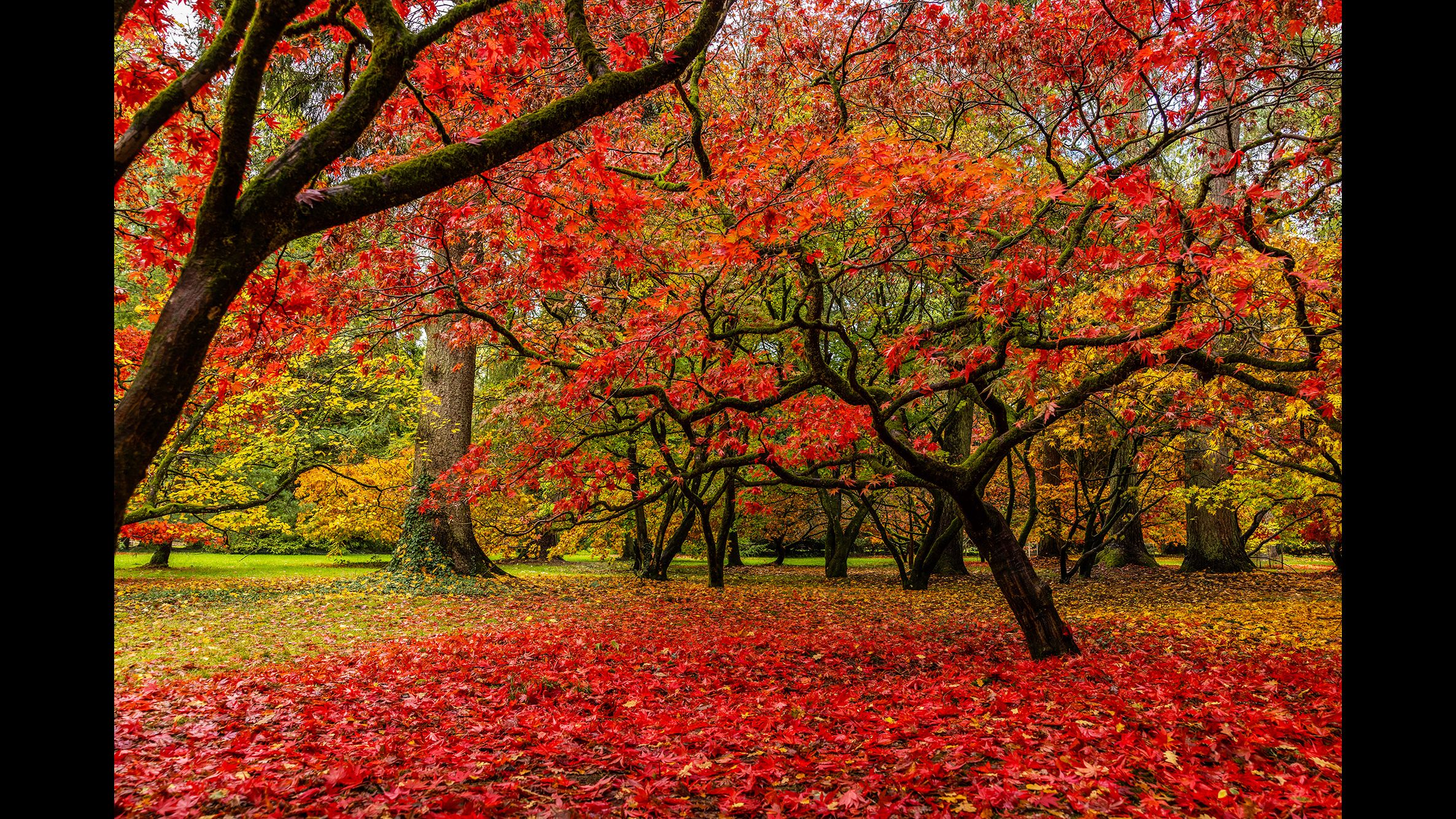 I saw red and you should, too! Now’s your last chance to capture vibrant fall colors with your camera