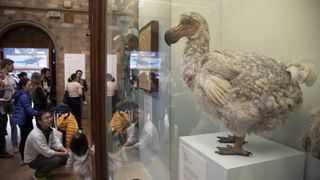 A dodo exhibit at a museum