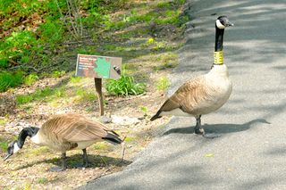 Growing urban populations of geese require management, including tagging individual geese to monitor their longevity and movement. These geese were along the Bronx Zoo's Mitsubishi Riverwalk nature trail adjacent to the Bronx Zoo. 