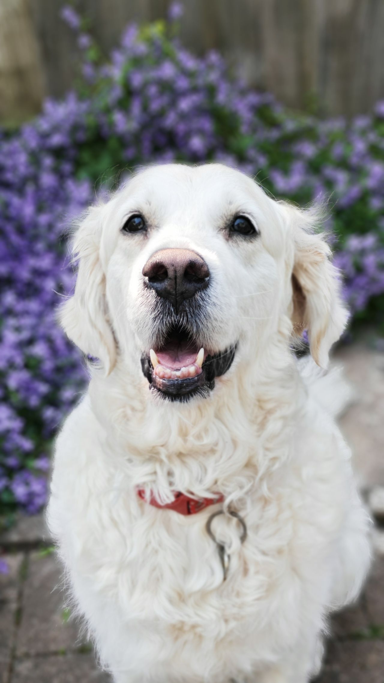 Honor 400 Pro sample images
