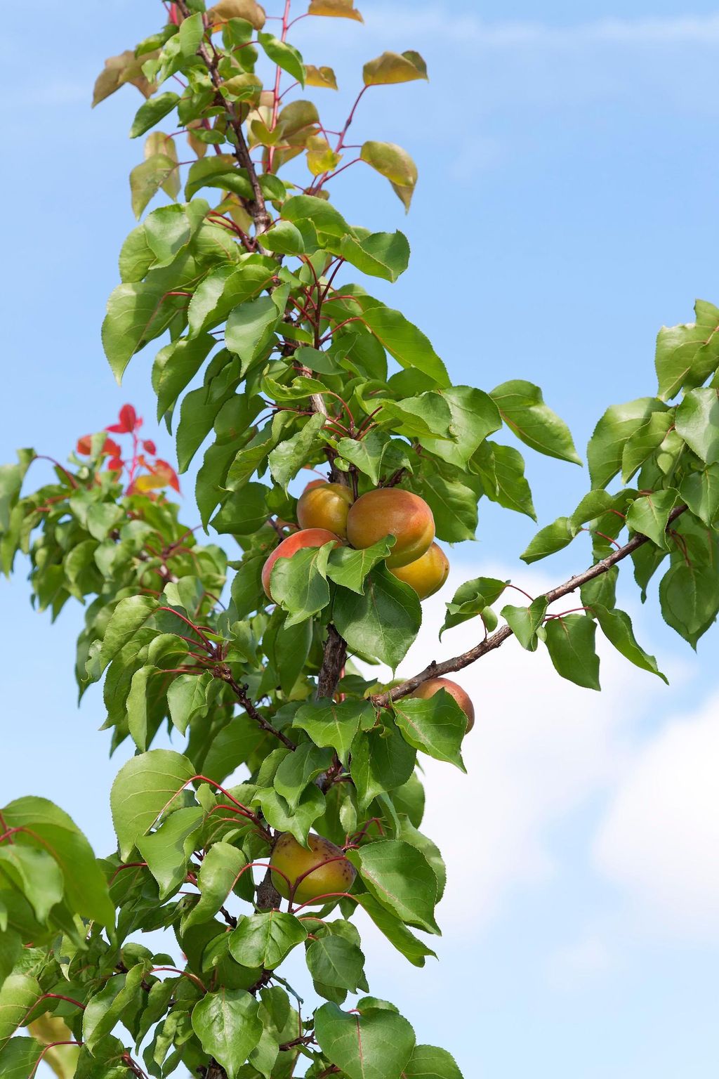 When to plant plum trees for a bumper fruit crop Homes & Gardens