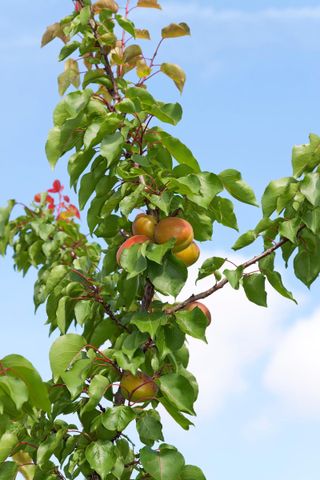 young plum tree with fruit