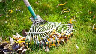 Raking leaves on lawn