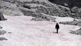 Algae have turned the Presena glacier in Italy a pretty pink.