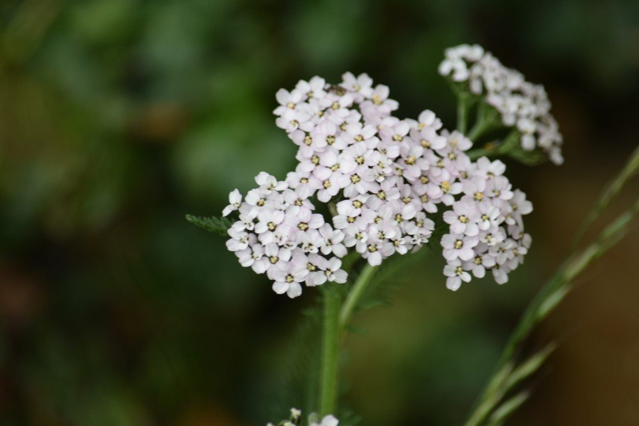 Tiny White Yarrow Plants