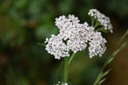 Tiny White Yarrow Plants