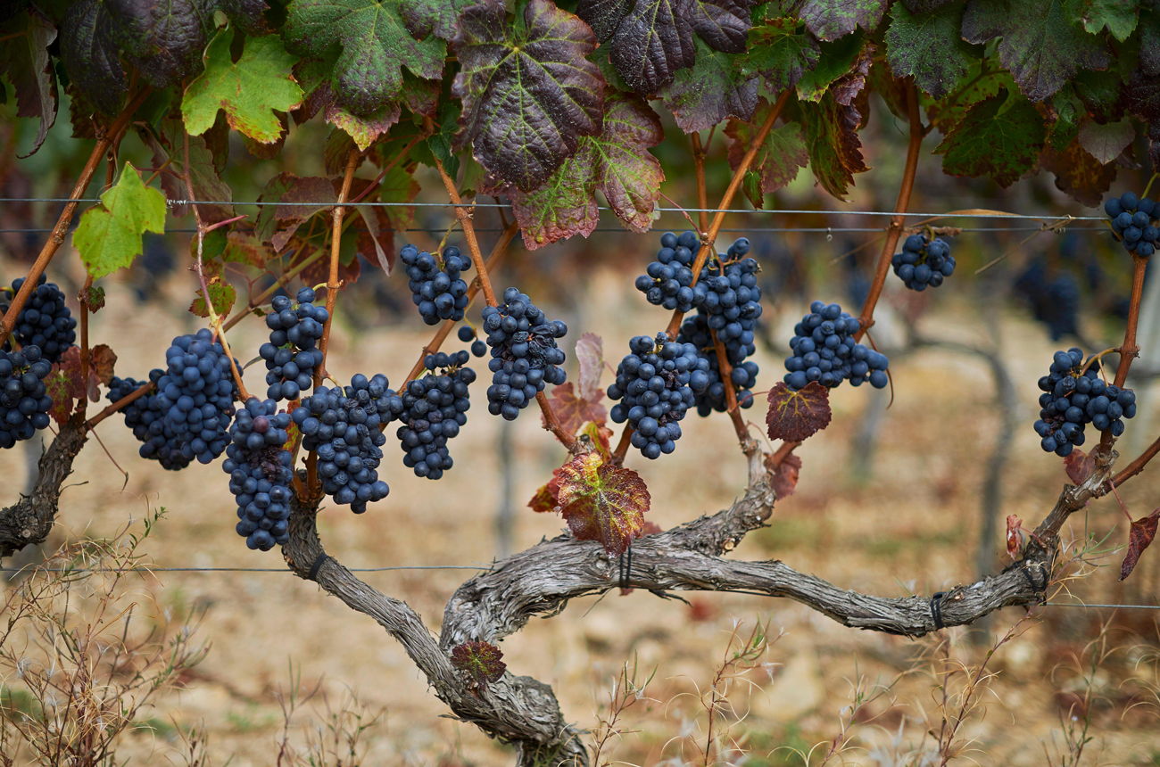 Bunches of grapes hang down from a vine in a vineyard