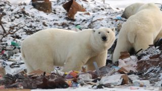 Some polar bears indulging in a trash heap.