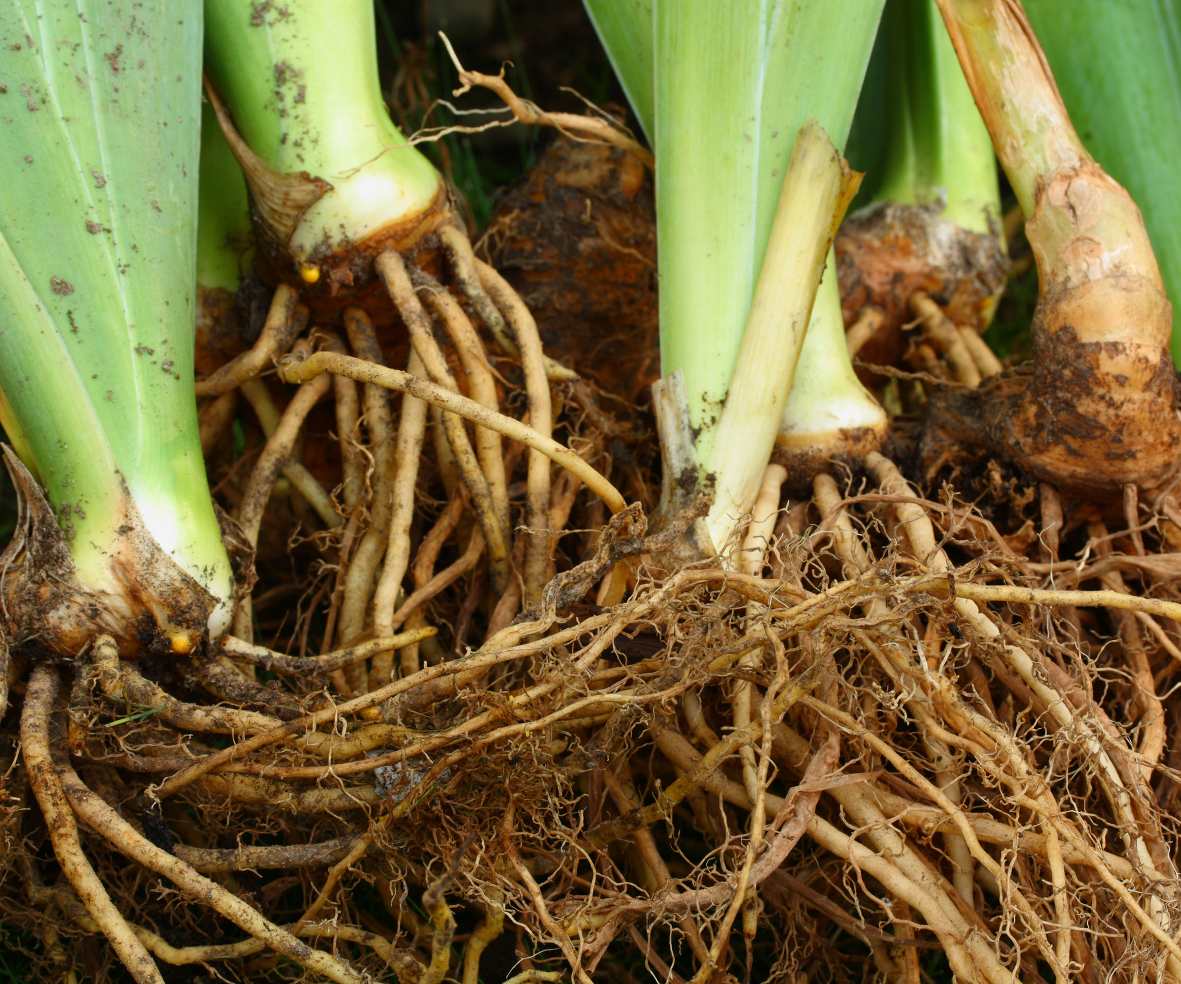 Bare Iris roots ready to transplant.