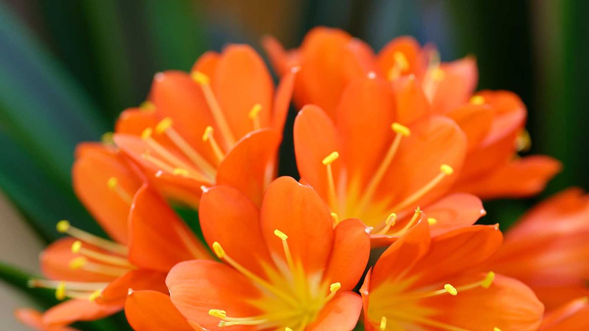 How to grow a clivia plant: advice from the experts | Homes and Gardens