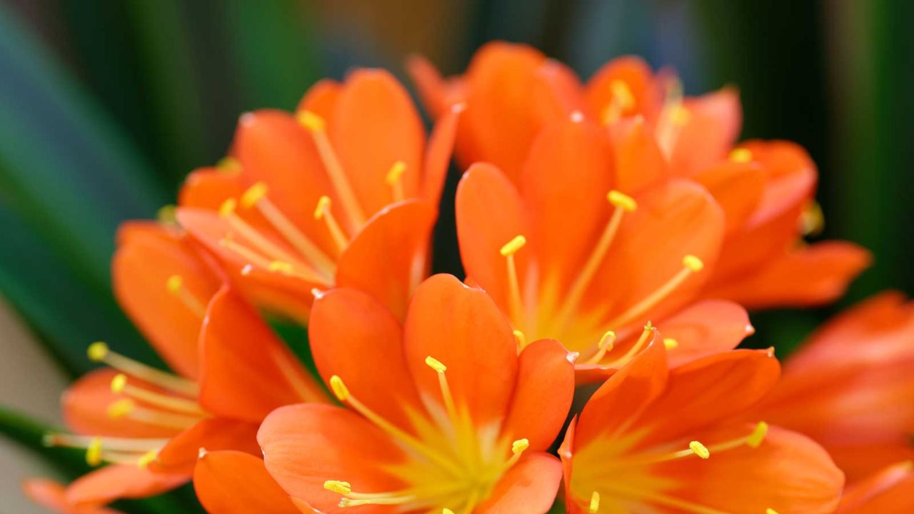 orange clivia flowers close up