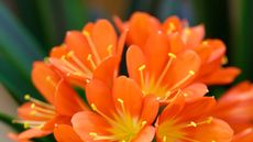 orange clivia flowers close up