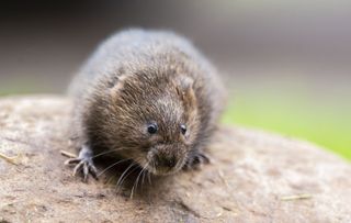 Water vole at Holnicote