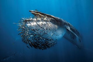 a bryde whale opening its huge mouth to eat sardines