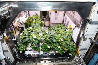 The Advanced Plant Habitat aboard the International Space Station is an example of the technology sought by NASA and the Canadian Space Agency through the Deep Space Food Challenge.