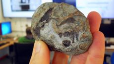 An ovular shape fossil and a 3D scan showing what's inside