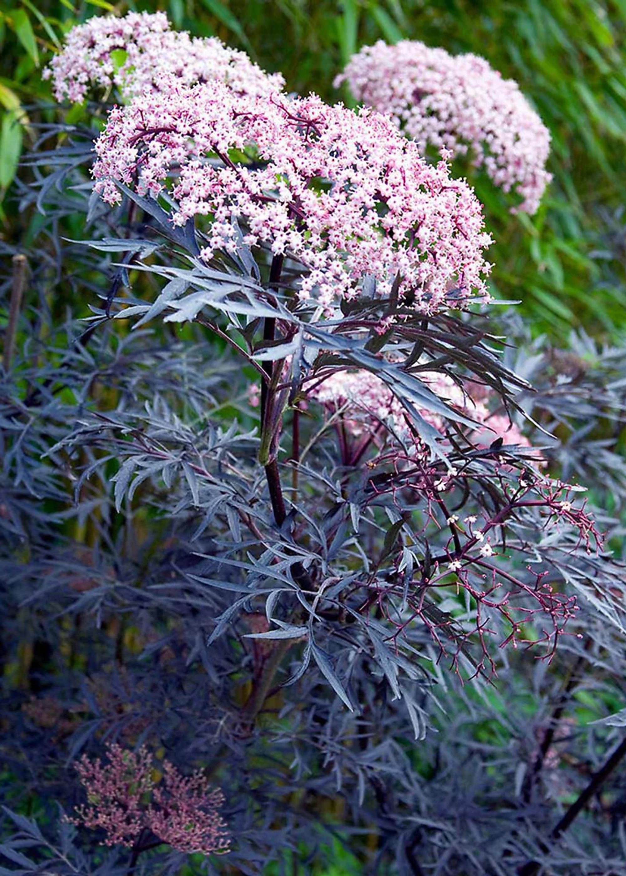 A close-up of an elder tree